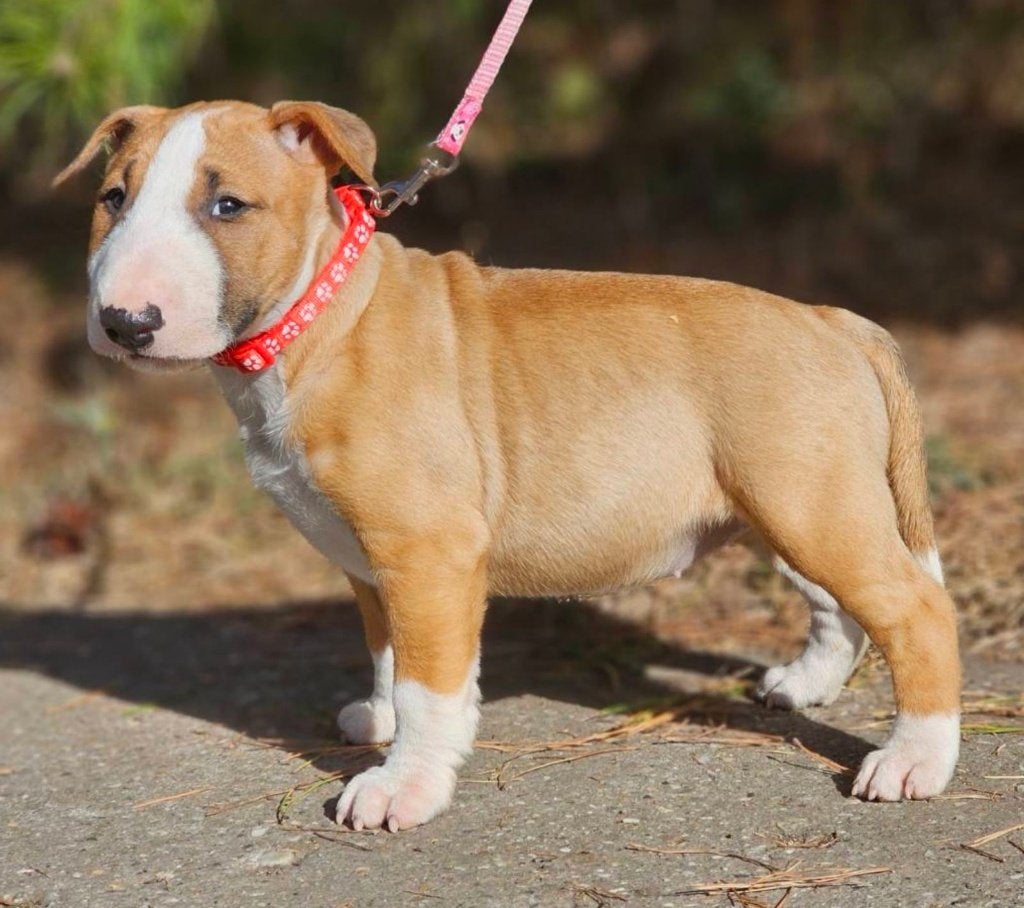 Prachtige premium Miniature Bullterrier pups FCI-stamboom, Bull Terriër, 8 tot 15 weken, Buitenland, Teef