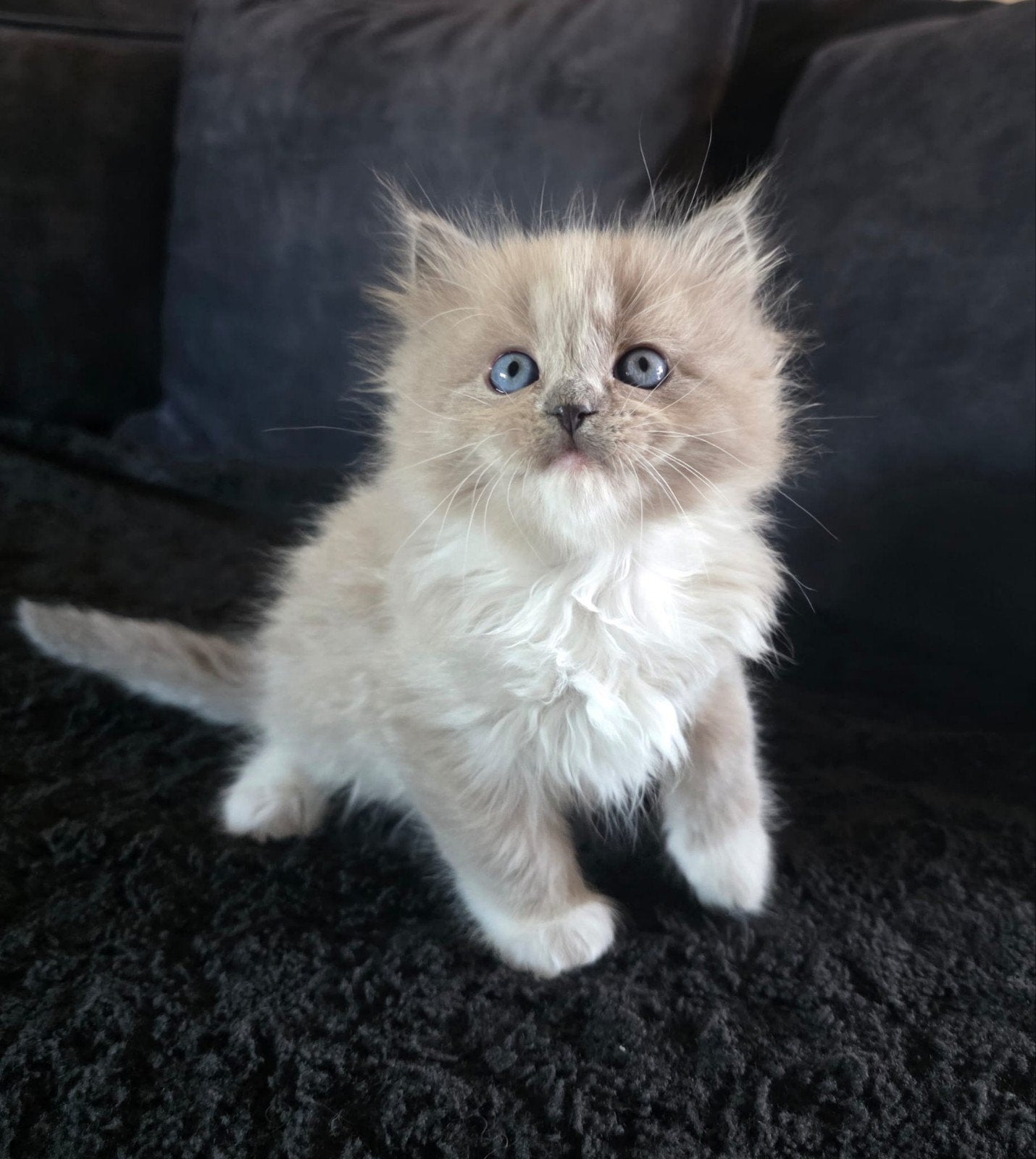 lieve ragdoll kittens zoeken een gouden mandje, Dieren en Toebehoren, Meerdere dieren, Ontwormd