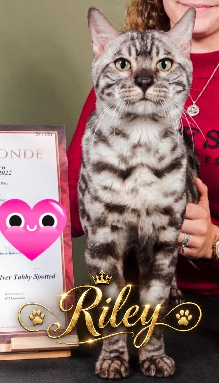 Bengaal dekkater 3, zilver, sepia & black tabby, Dieren en Toebehoren, 0 tot 2 jaar