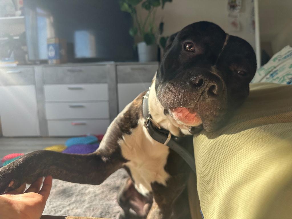 Pitbull x Dogo Argentino. Heet Nuno., Parvo, 15 weken tot 1 jaar, Eén hond, Nederland