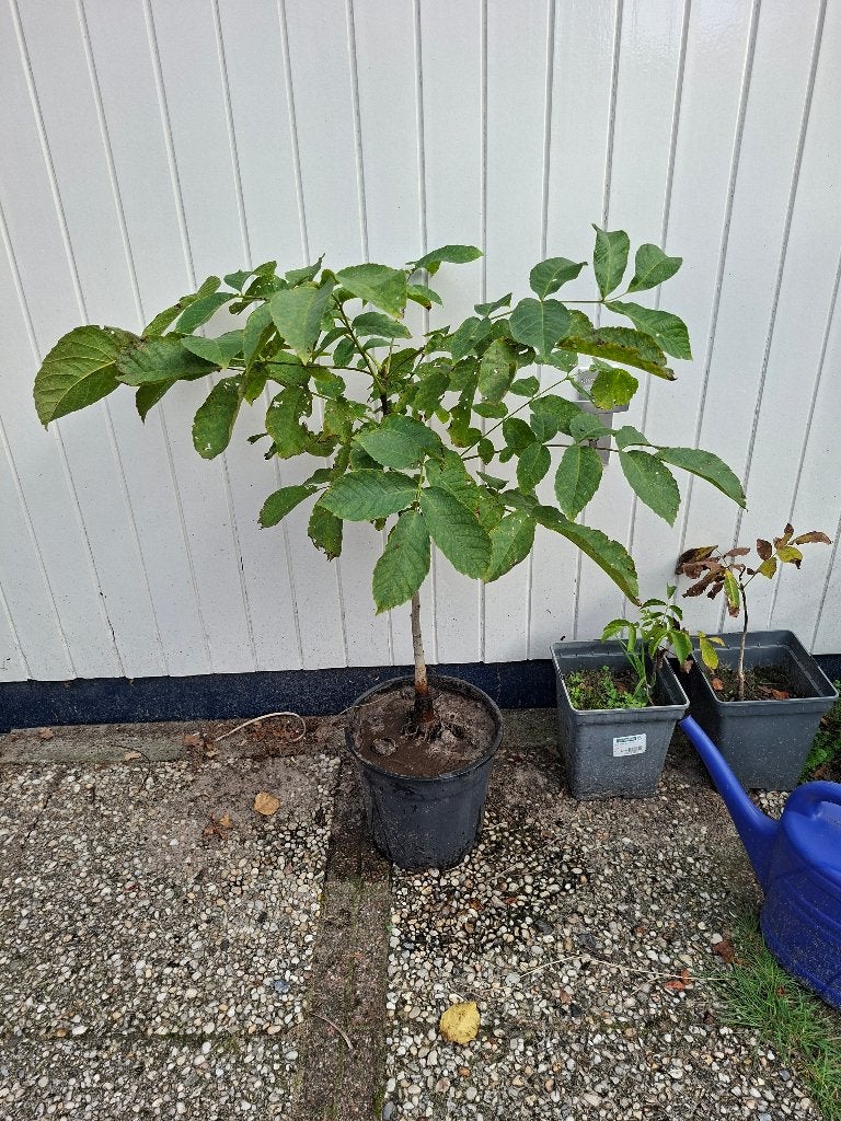 Walnotenboom, juglans regia, okkernoot, Ophalen, Volle zon, Overige soorten, Minder dan 100 cm