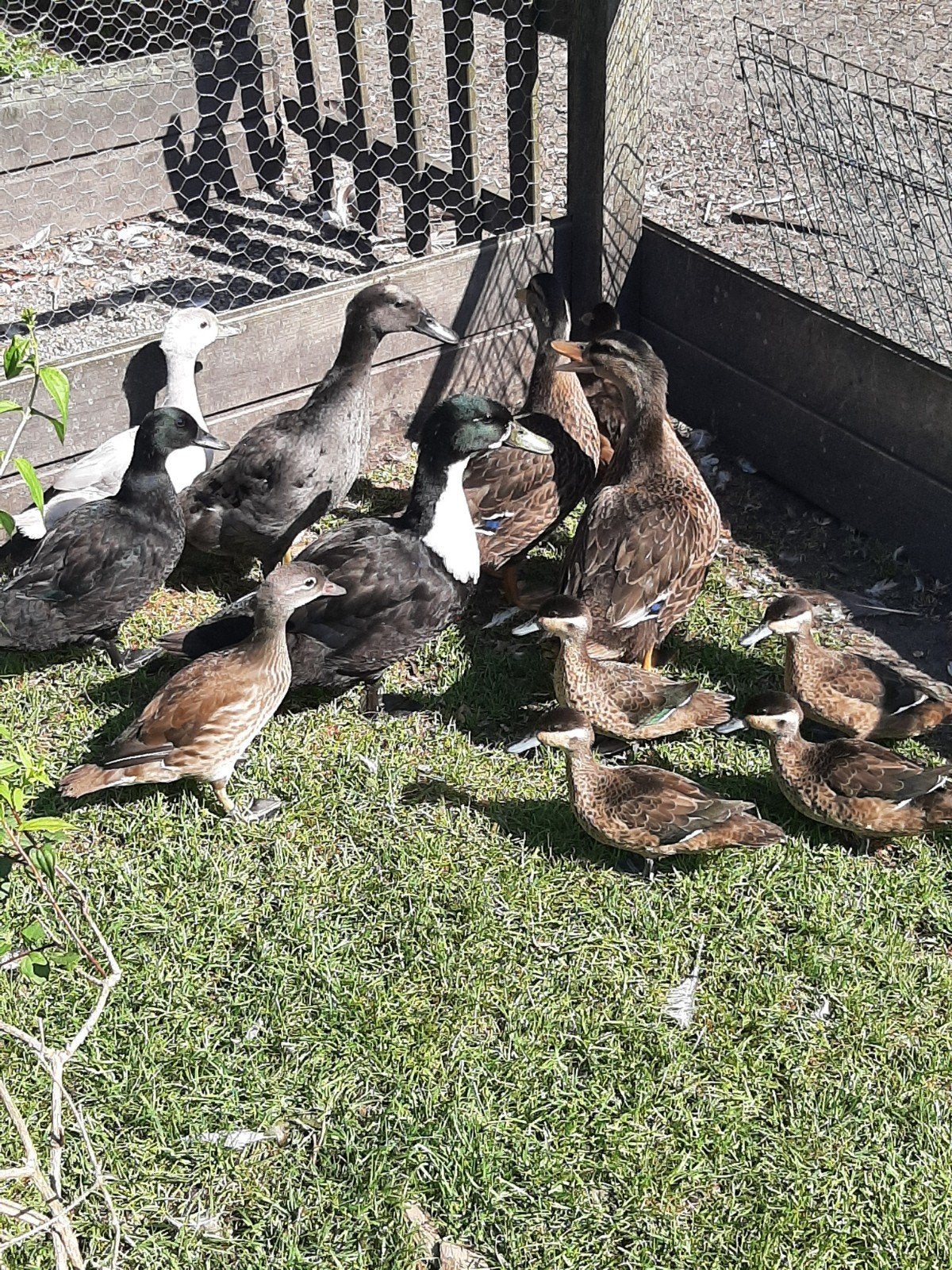 Eenden, Meerdere dieren, Eend