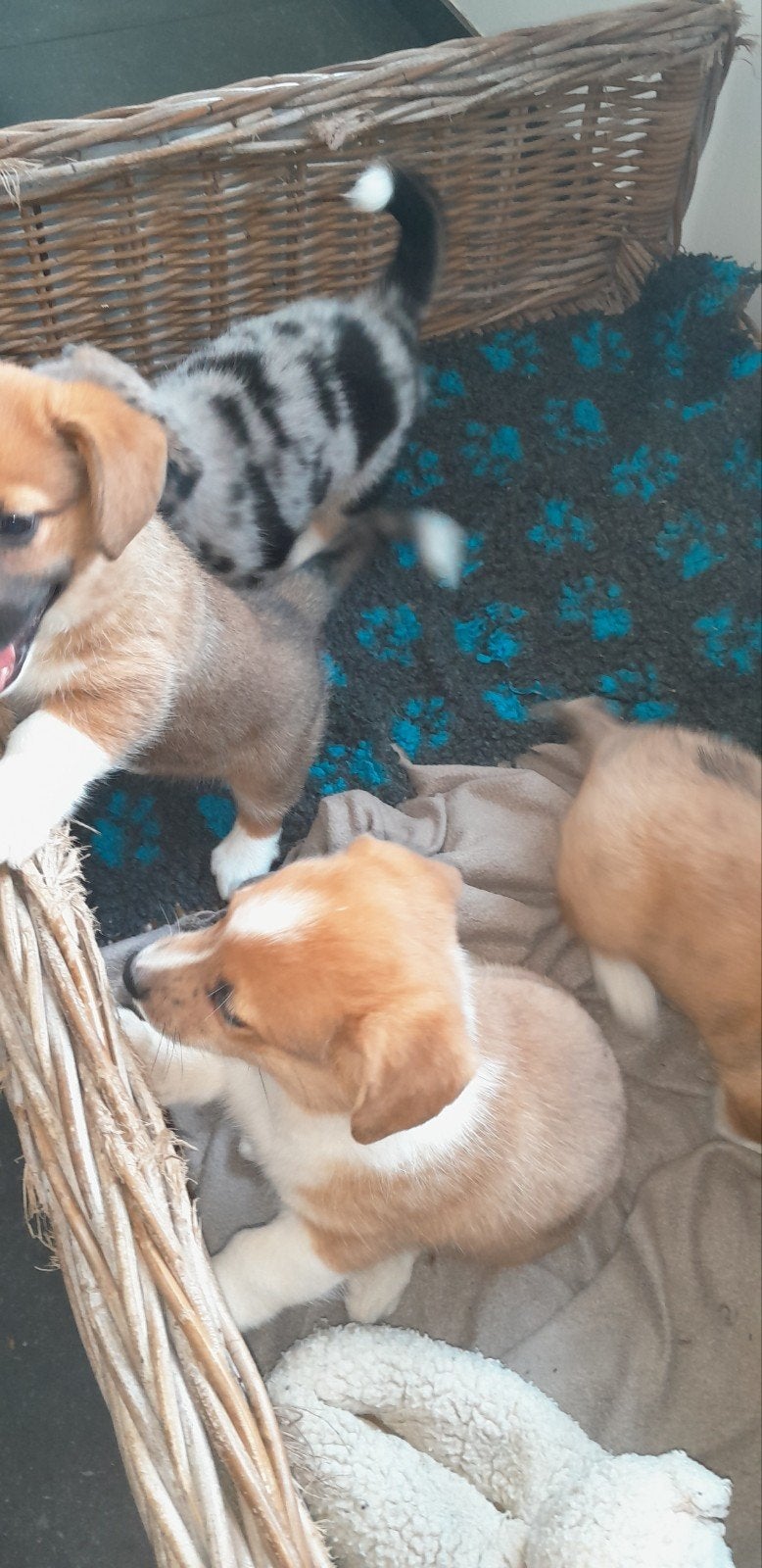 Welsh corgi cardigan pups, Parvo, Overige rassen, 8 tot 15 weken, Meerdere