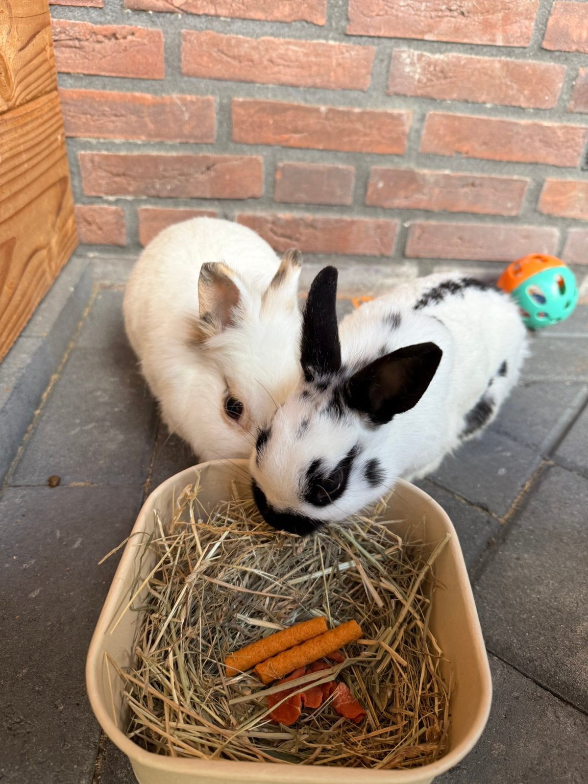 Twee lieve dwergkonijntjes inclusief kooi en toebehoren, Dieren en Toebehoren, Vrouwelijk, Dwerg
