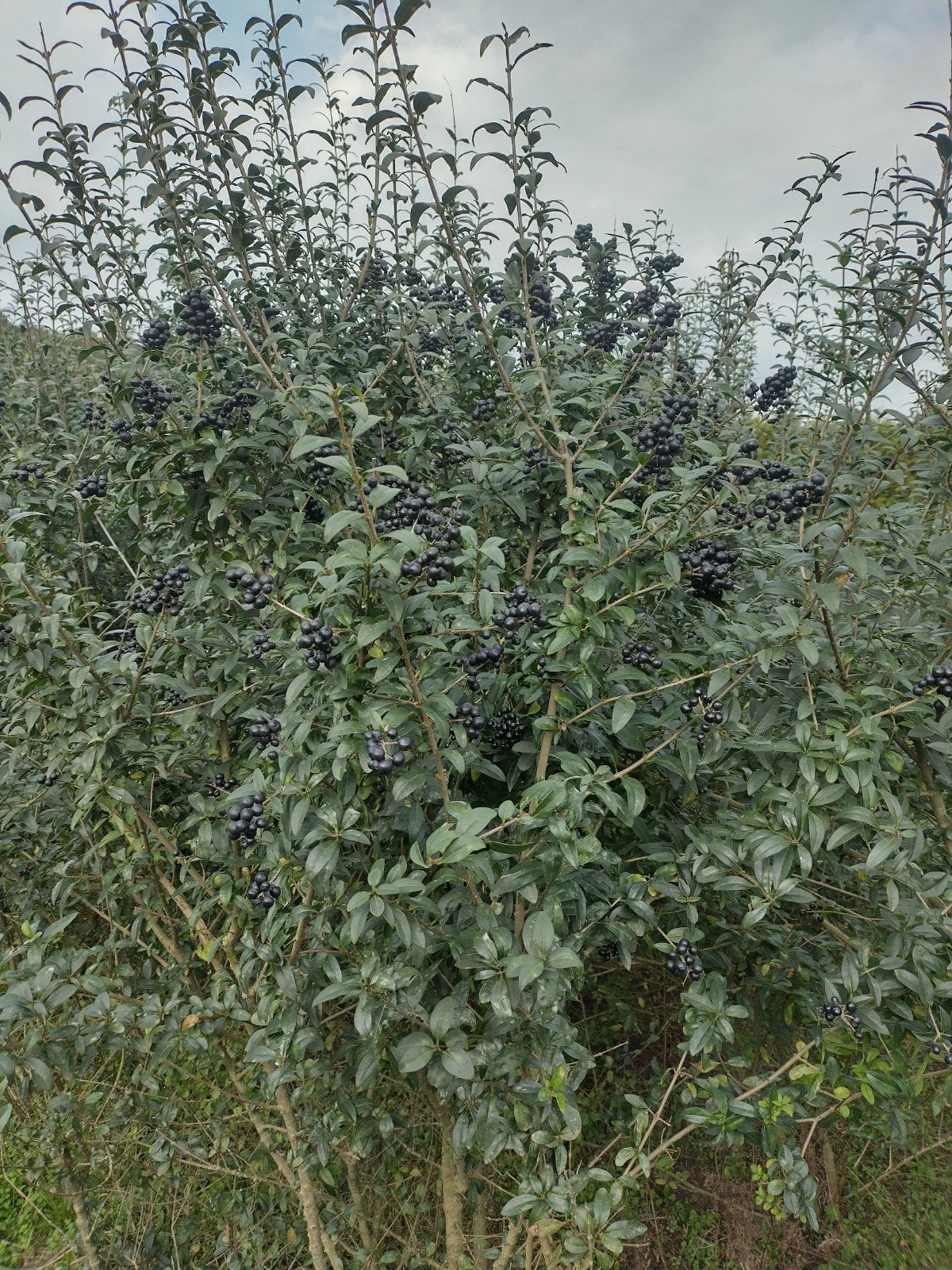 Ligustrum vulgare Atrovirens 200/250cm met kluit, Ophalen of Verzenden