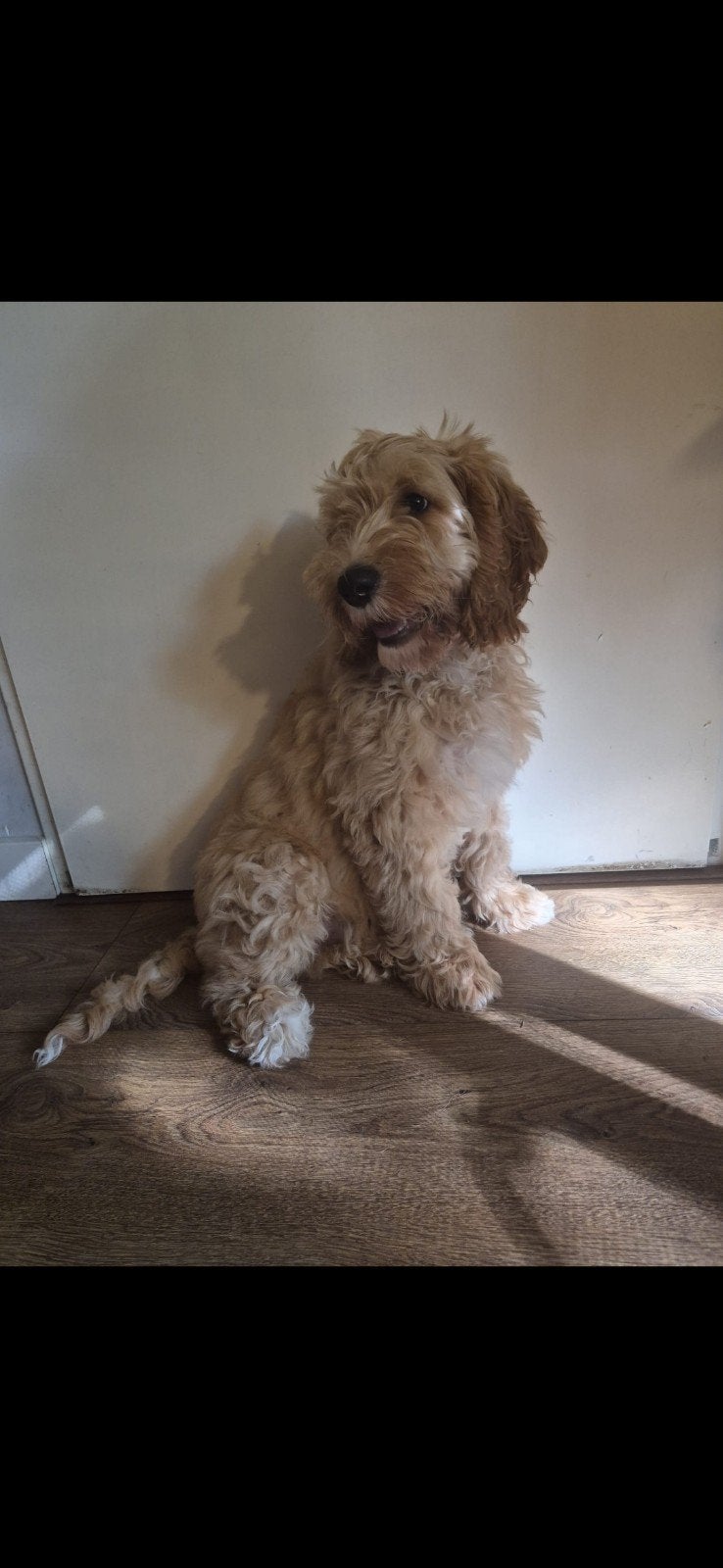 Australische Labradoodle pup, Dieren en Toebehoren, Rabiës (hondsdolheid), 15 weken tot 1 jaar, Reu, Eén hond
