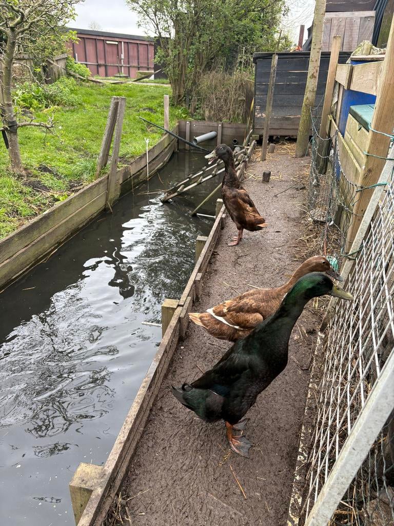 Broedeieren van Indische loopeend, Dieren en Toebehoren, Pluimvee, Geslacht onbekend, Eend