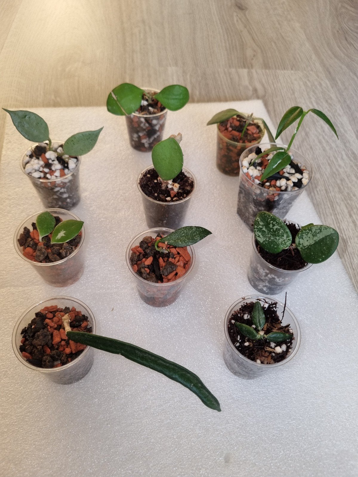 Hoya stekjes pakket 10x voor €17,50, Ophalen of Verzenden, Halfschaduw, Minder dan 100 cm