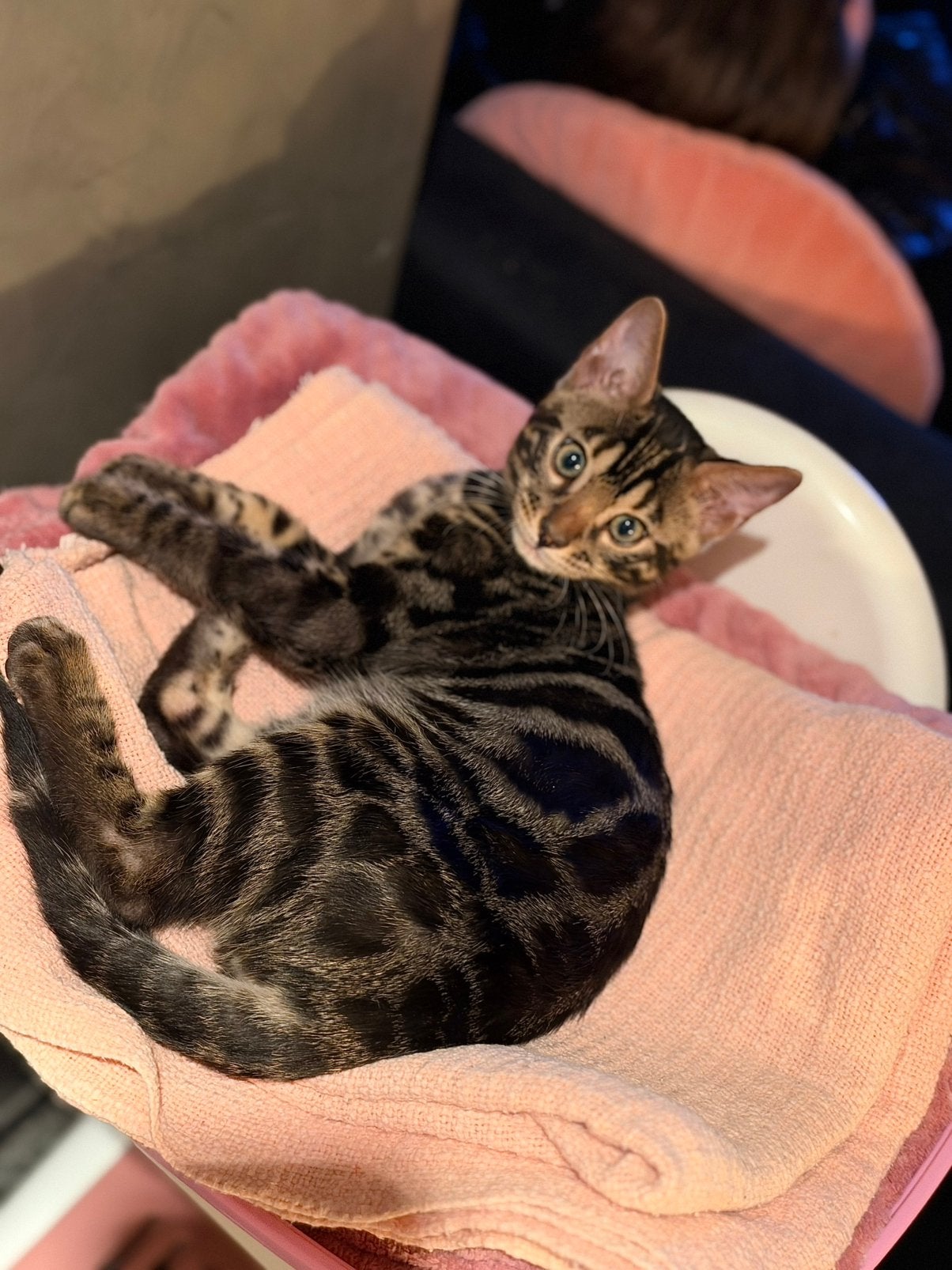 Bengaal kittens met stamboom, Dieren en Toebehoren, Meerdere dieren, Met stamboom, 0 tot 2 jaar