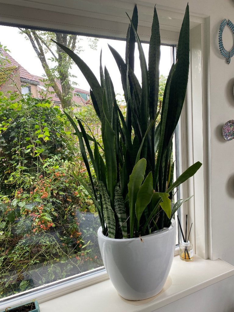 Vrouwentong, Sansevieria, plant, groot, Ophalen, Zo goed als nieuw