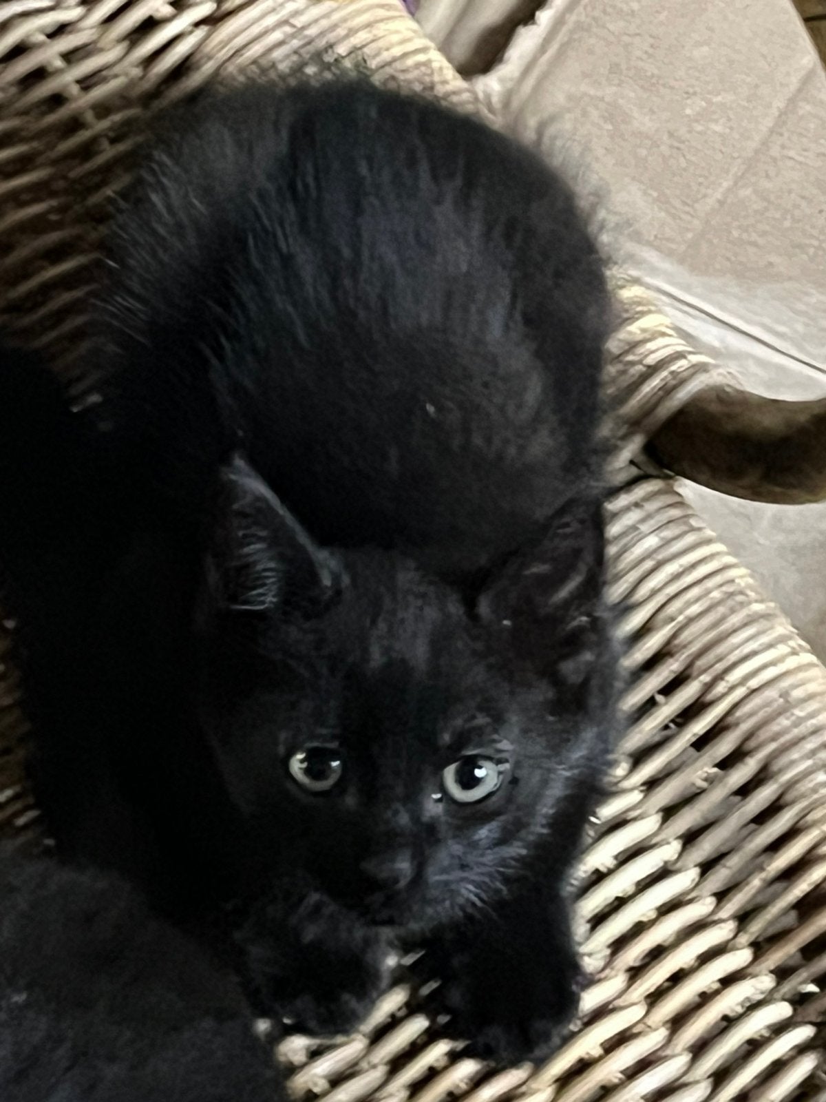 Nog één leuke speelse  boerderijkittens, Kater, 0 tot 2 jaar