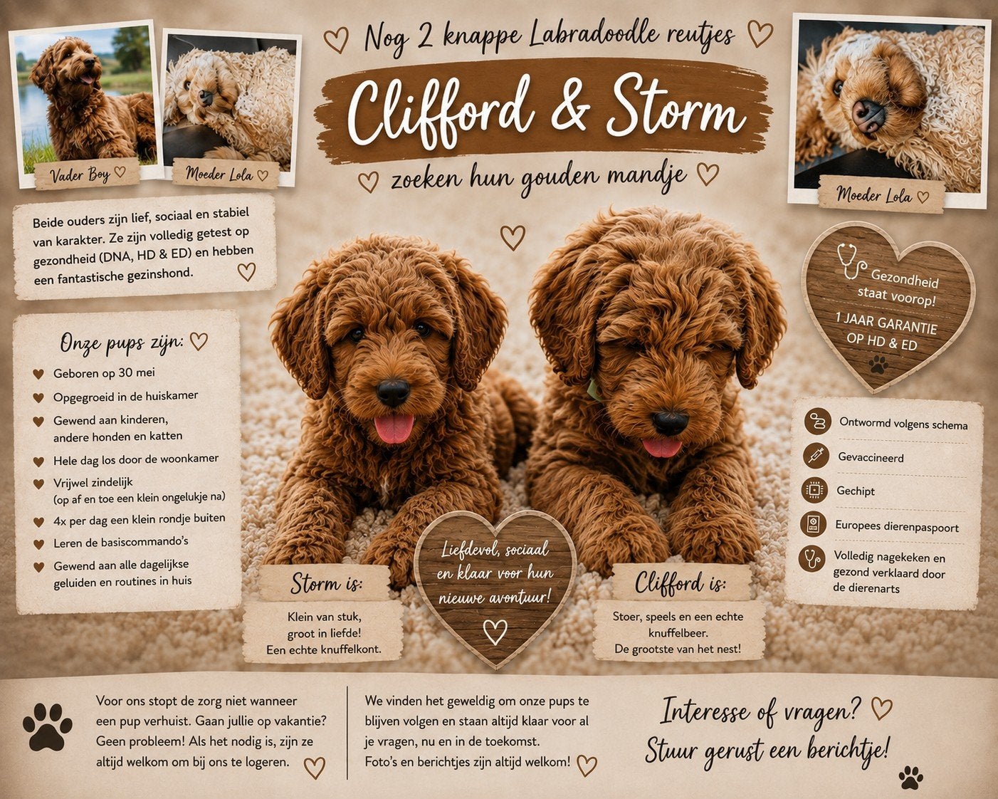 zeer knappe labradoodle broers, 8 tot 15 weken, Meerdere, Nederland, Particulier