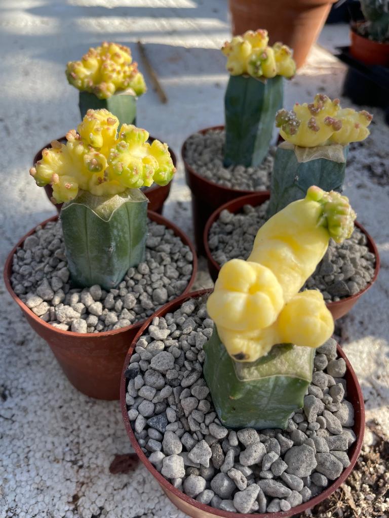 Echinopsis Longiflora Monstruosa Variagata. Potmaat 8,5cm, Huis en Inrichting, Kamerplanten, Cactus, Minder dan 100 cm, Bloeiende kamerplant