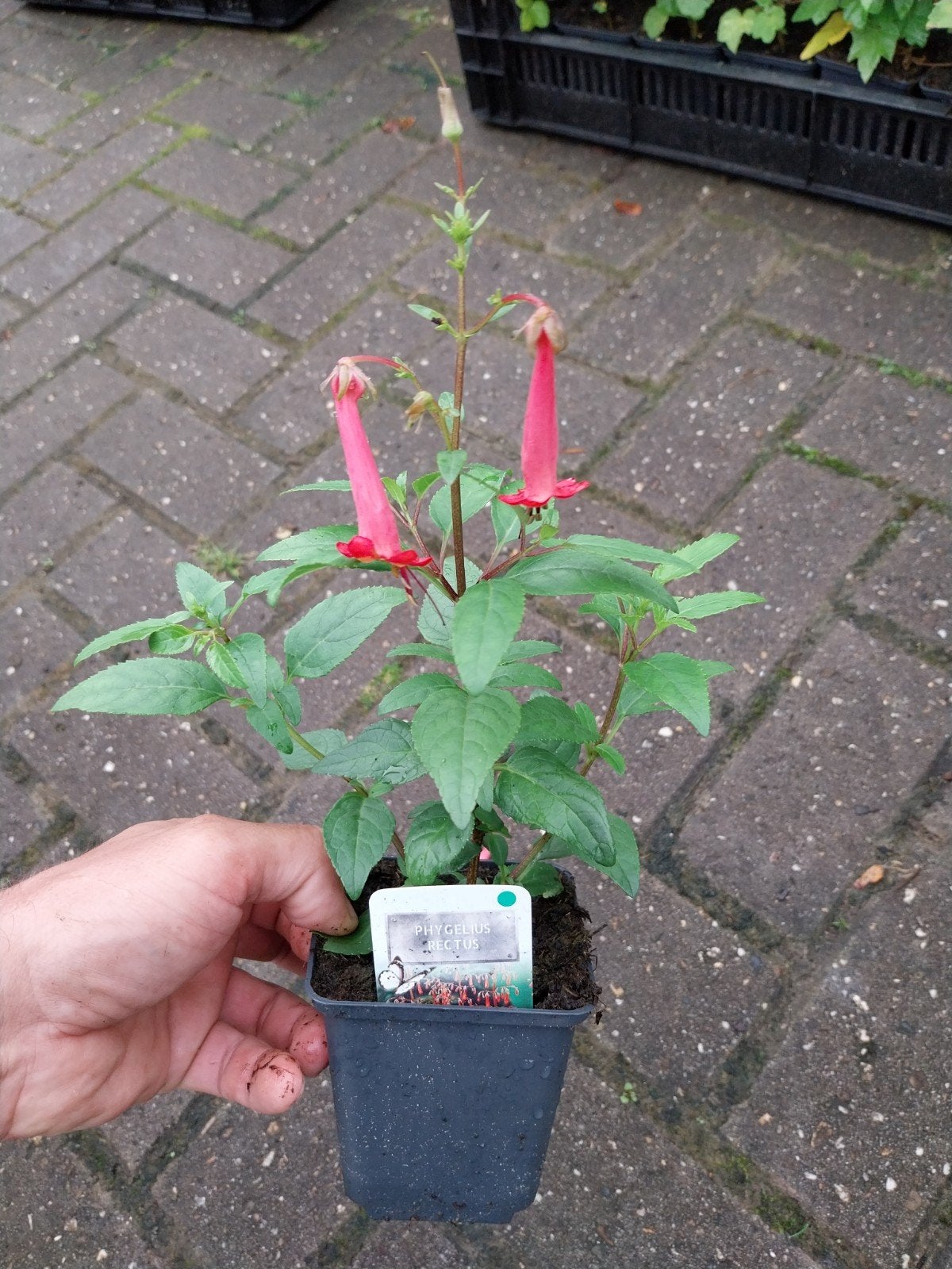 Phygelius Rectus 'African Queen' - Kaapse Fuchsia, Vaste plant, Halfschaduw, Zomer, Ophalen