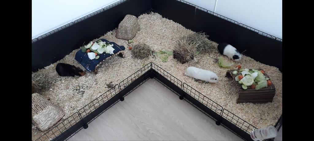 Ruim caviaverblijf (van Caviadraadkubus) 88 cm x 195 cm, Dieren en Toebehoren, Ophalen, 110 cm of meer, 90 cm of meer, Hok