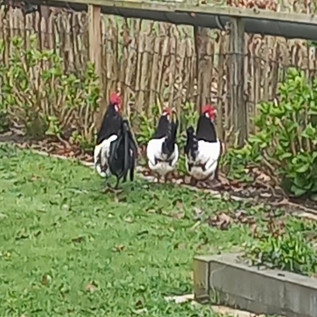 Broedeieren van de lakenvelder kip en/of de witte legkip, Dieren en Toebehoren, Pluimvee, Geslacht onbekend, Kip