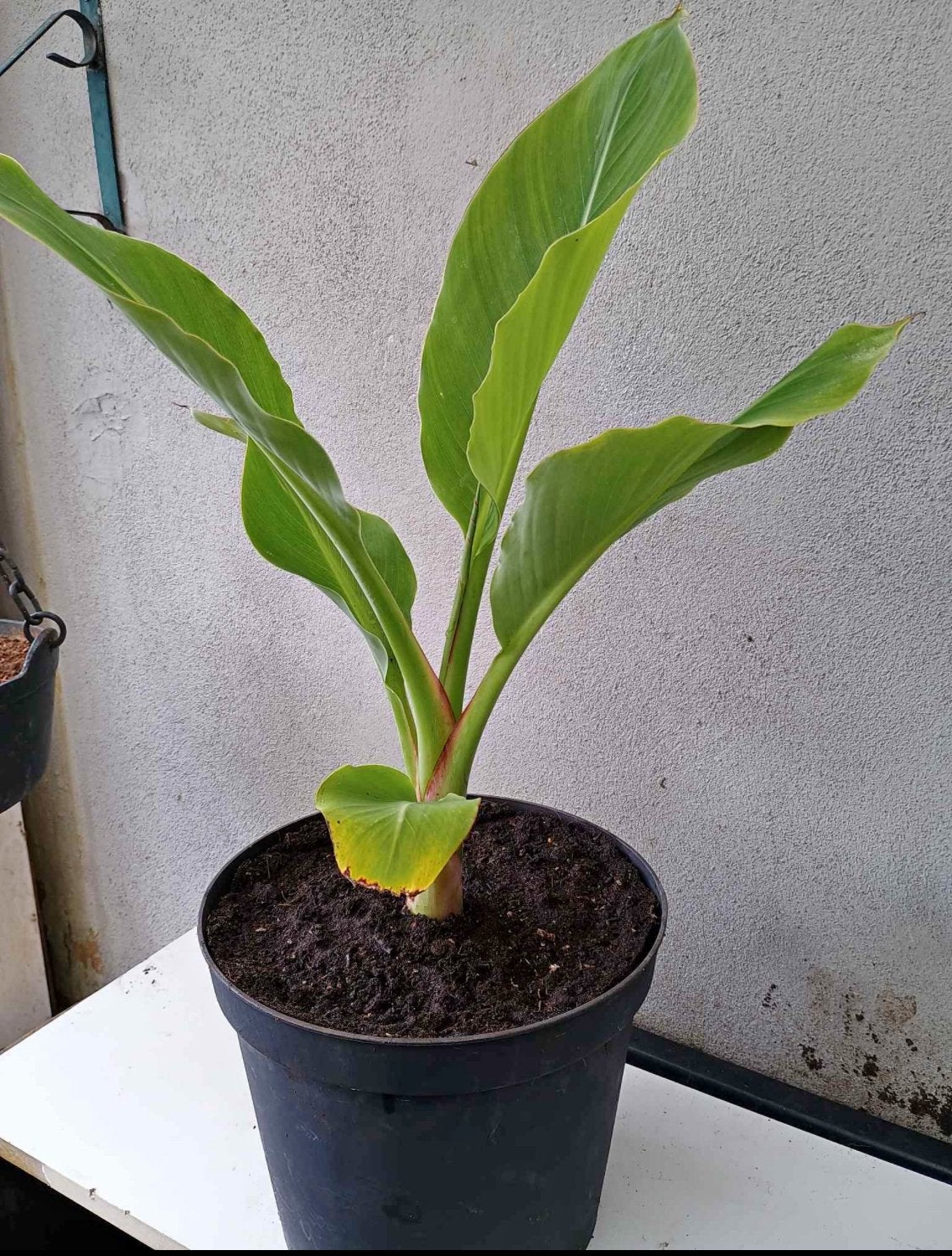 Te koop Chinese lotus banaan, Tuin en Terras, Planten | Tuinplanten, Ophalen, Overige soorten