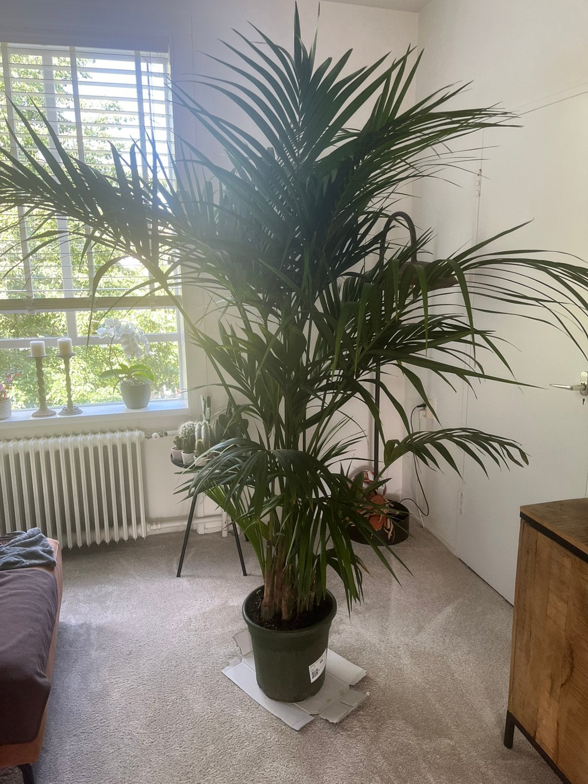 Kentia howea 2 meter, Ophalen of Verzenden, Halfschaduw, Minder dan 100 cm