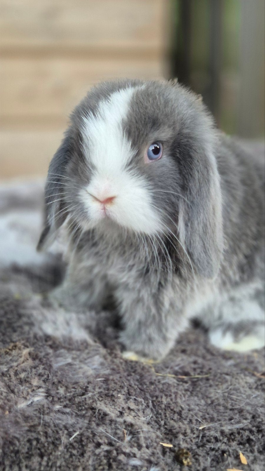 Prachtige minilop ram, Dieren en Toebehoren, Konijnen, Mannelijk, Dwerg