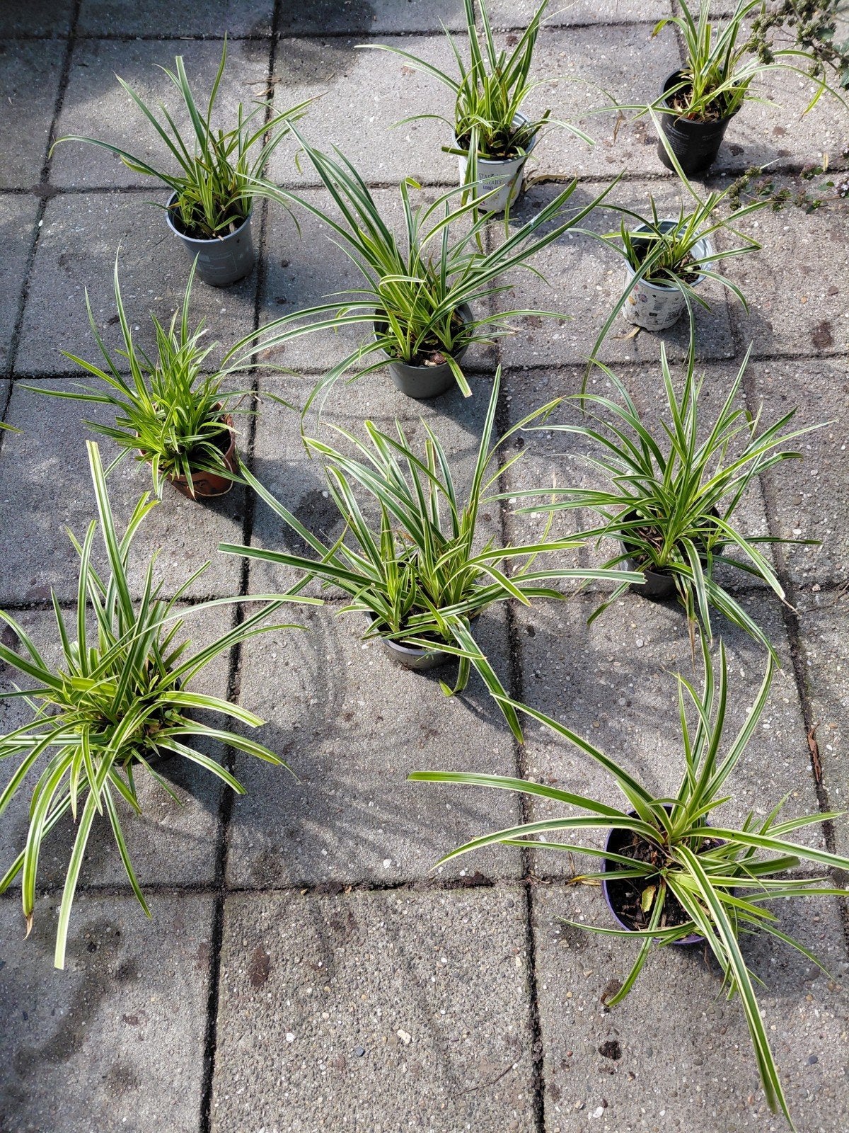 10 x Zegge (Carex) - Siergras voor tuin en balkon, Ophalen, Vaste plant, Siergrassen, Bloeit niet