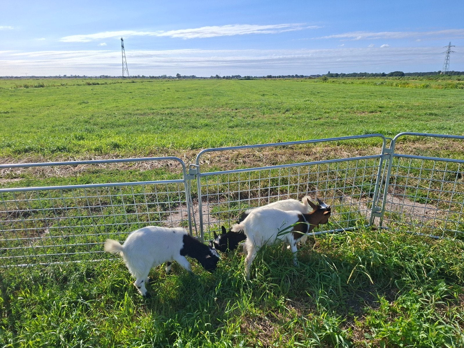 Dwerggeit bokjes, Dieren en Toebehoren, Mannelijk, Geit
