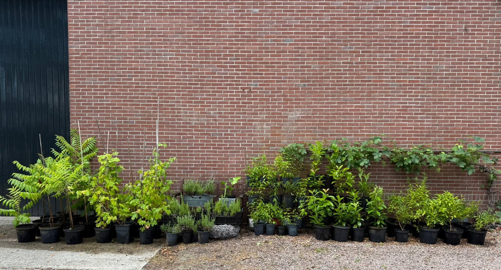 Druif, fluweelboom, lavendel, rozemarijn, jasmijn etc, Tuin en Terras, Planten | Tuinplanten, Ophalen, Eenjarig, Overige soorten