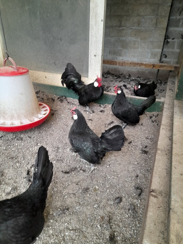 Java krielen te koop, Dieren en Toebehoren, Meerdere dieren, Kip