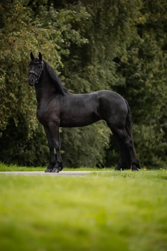 Friese 3-jarige Ster merrie, Dieren en Toebehoren, Merrie, Met stamboom, Dressuurpaard, 3 tot 6 jaar