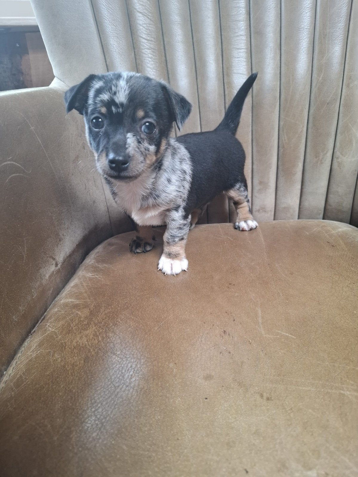 Mooie kruising Jack russel pup, Reu, Eén hond, Klein, Nederland