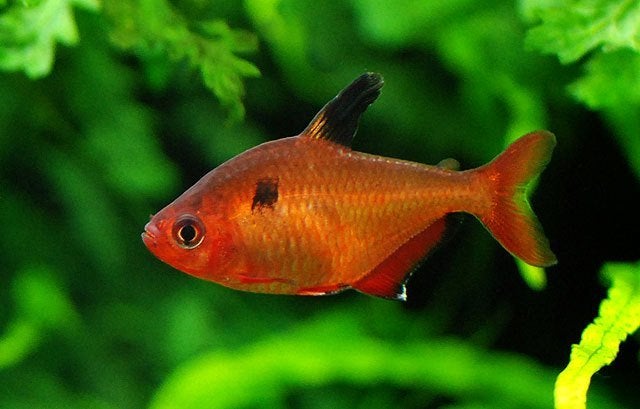 Rode Minor - Hyphessobrycon eques - Koidreams in Valburg, Vis, Zoetwatervis