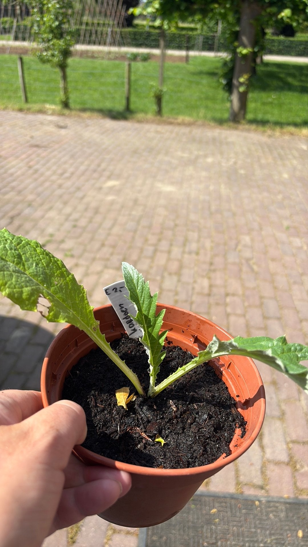 Kardoen plant, lijkt op artisjok qua groei, Ophalen, Overige soorten, Volle zon