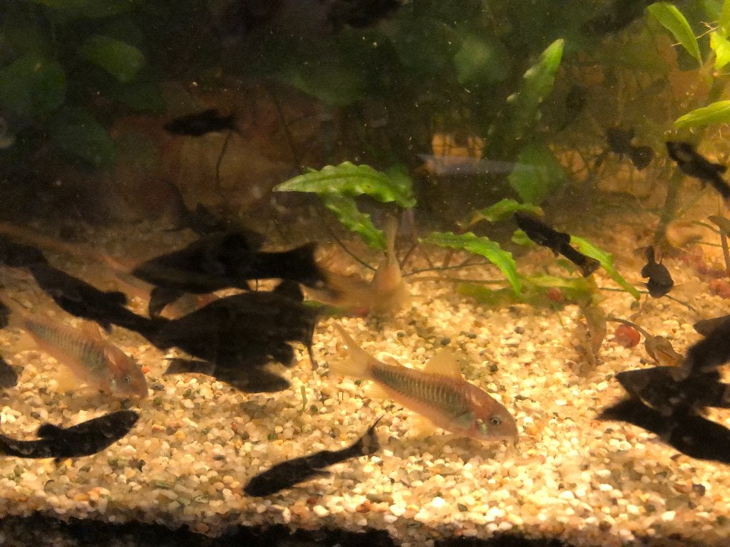 Corydoras Peru Gold ( bronze), Dieren en Toebehoren, Vis, Zoetwatervis
