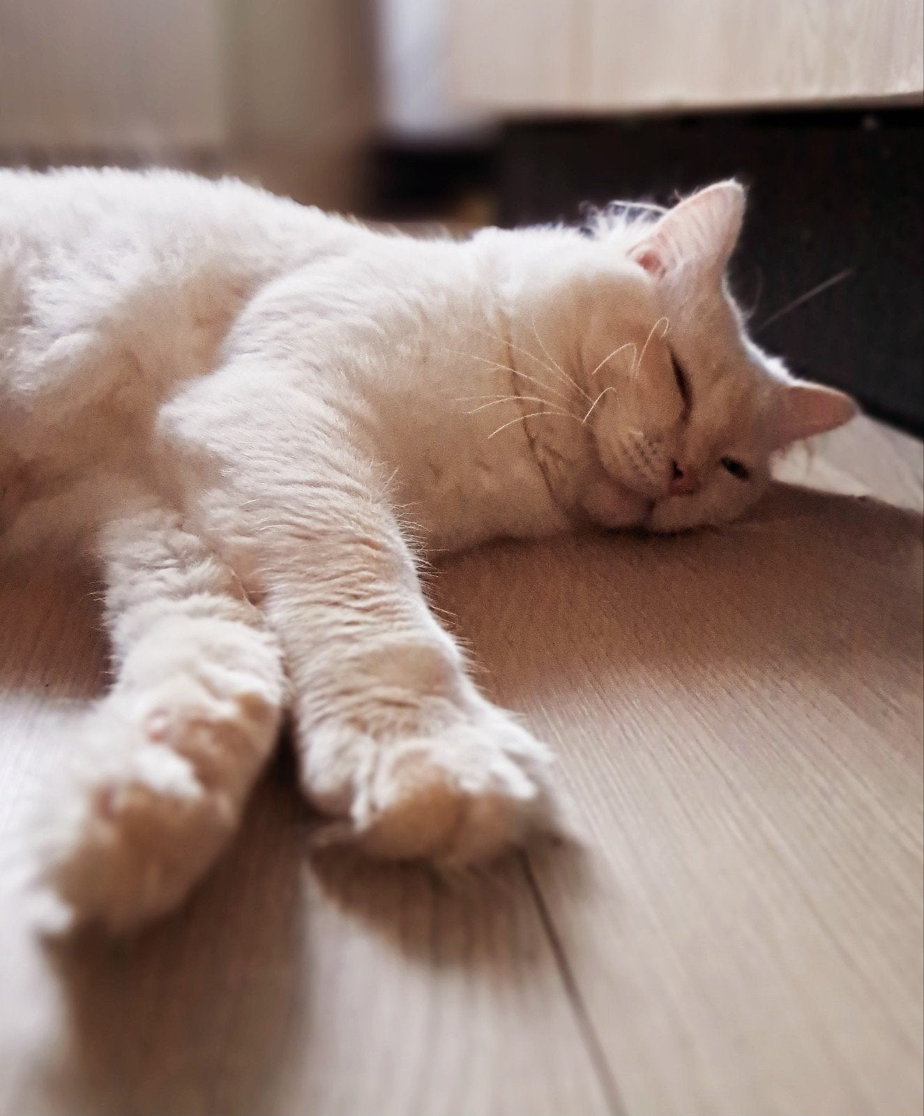 Ervaren Ragdoll dekkater Mufasa beschikbaar – hobbymatig, Dieren en Toebehoren, 0 tot 2 jaar