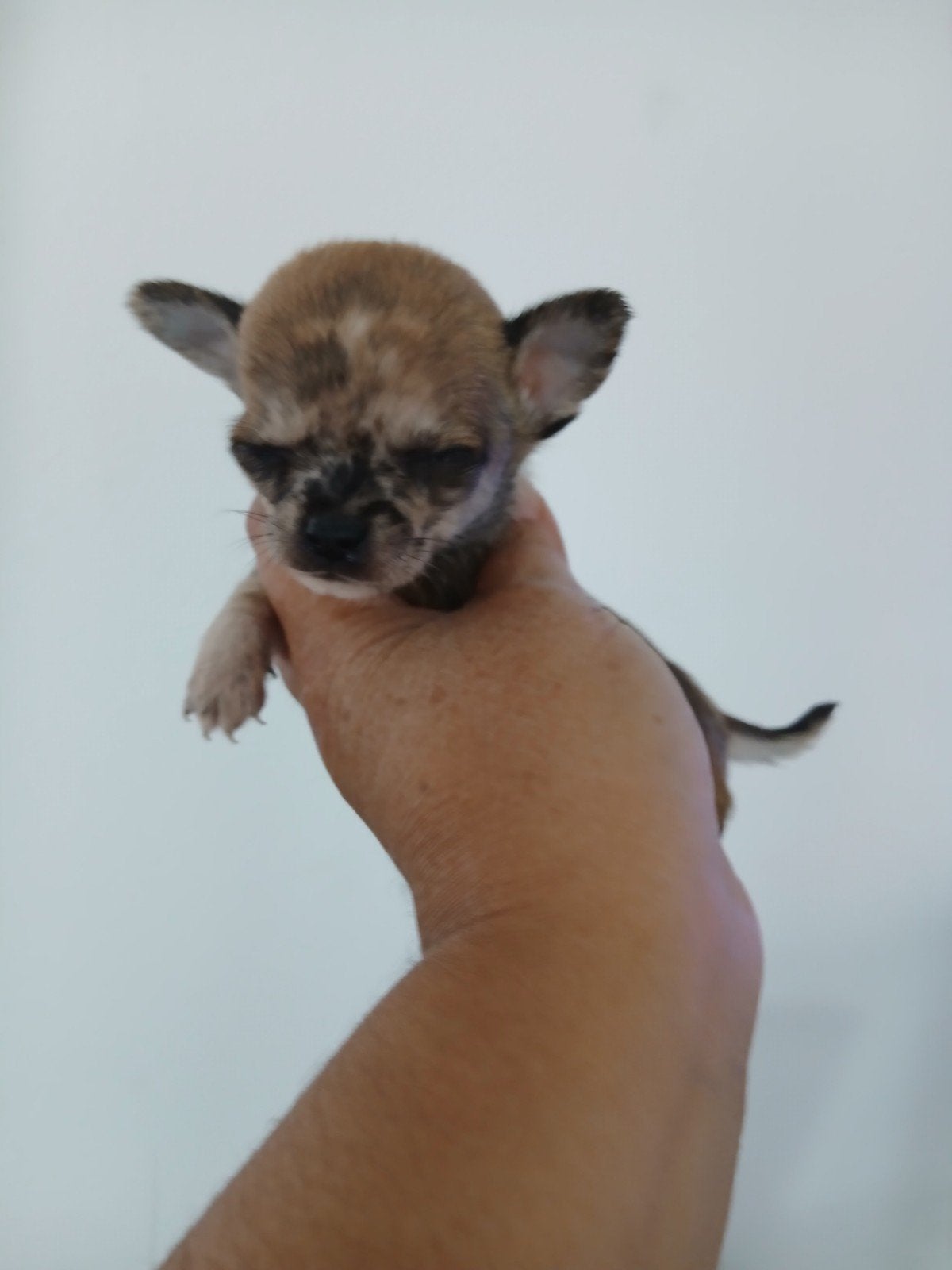 raszuiver mini merle chihuahua pupys, Reu, CDV (hondenziekte), 8 tot 15 weken, Meerdere