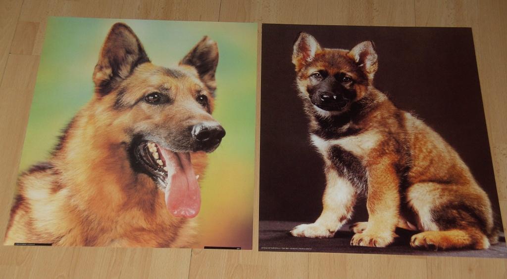 POSTER 50X40 CM DIVERSE DIEREN 7 stuks NIEUW, Ophalen of Verzenden, Nieuw, A1 t/m A3, Dier of Natuur