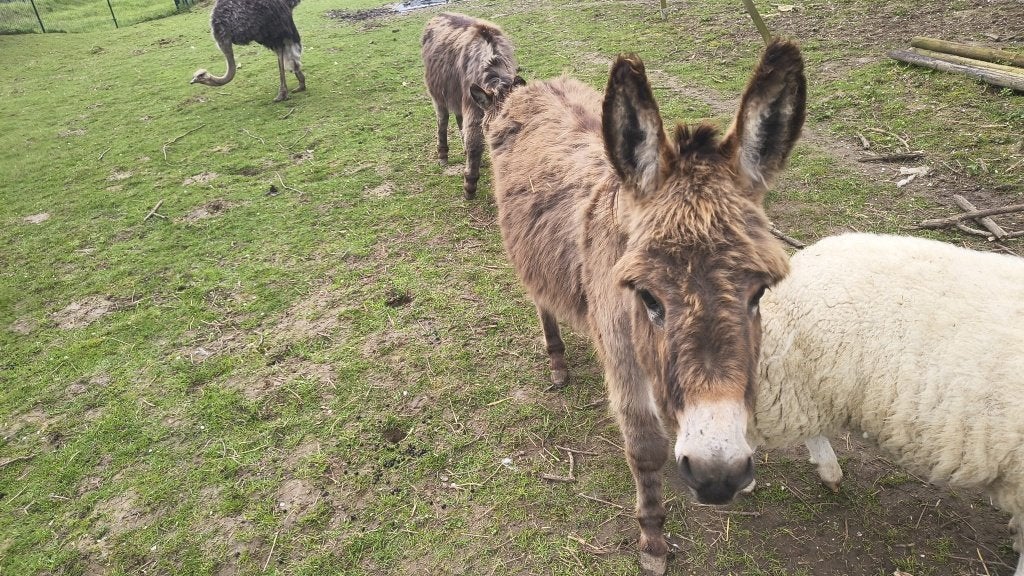 Twee lieve ezels (hengsten) te koop, Dieren en Toebehoren, Overige Dieren, Januari, Mannelijk