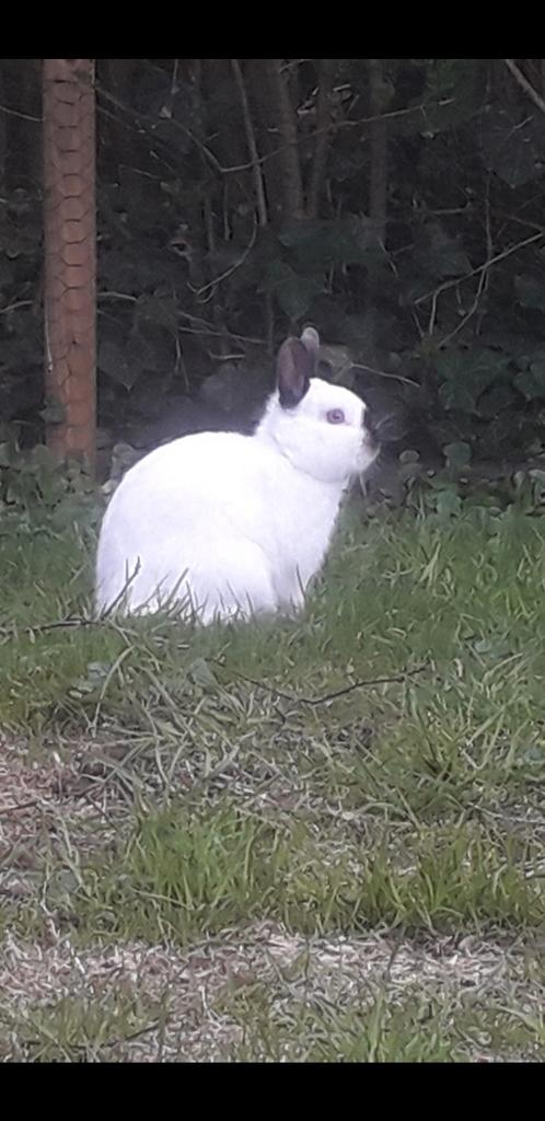 Mooie kleurdwergjes ter dekking!, Dieren en Toebehoren