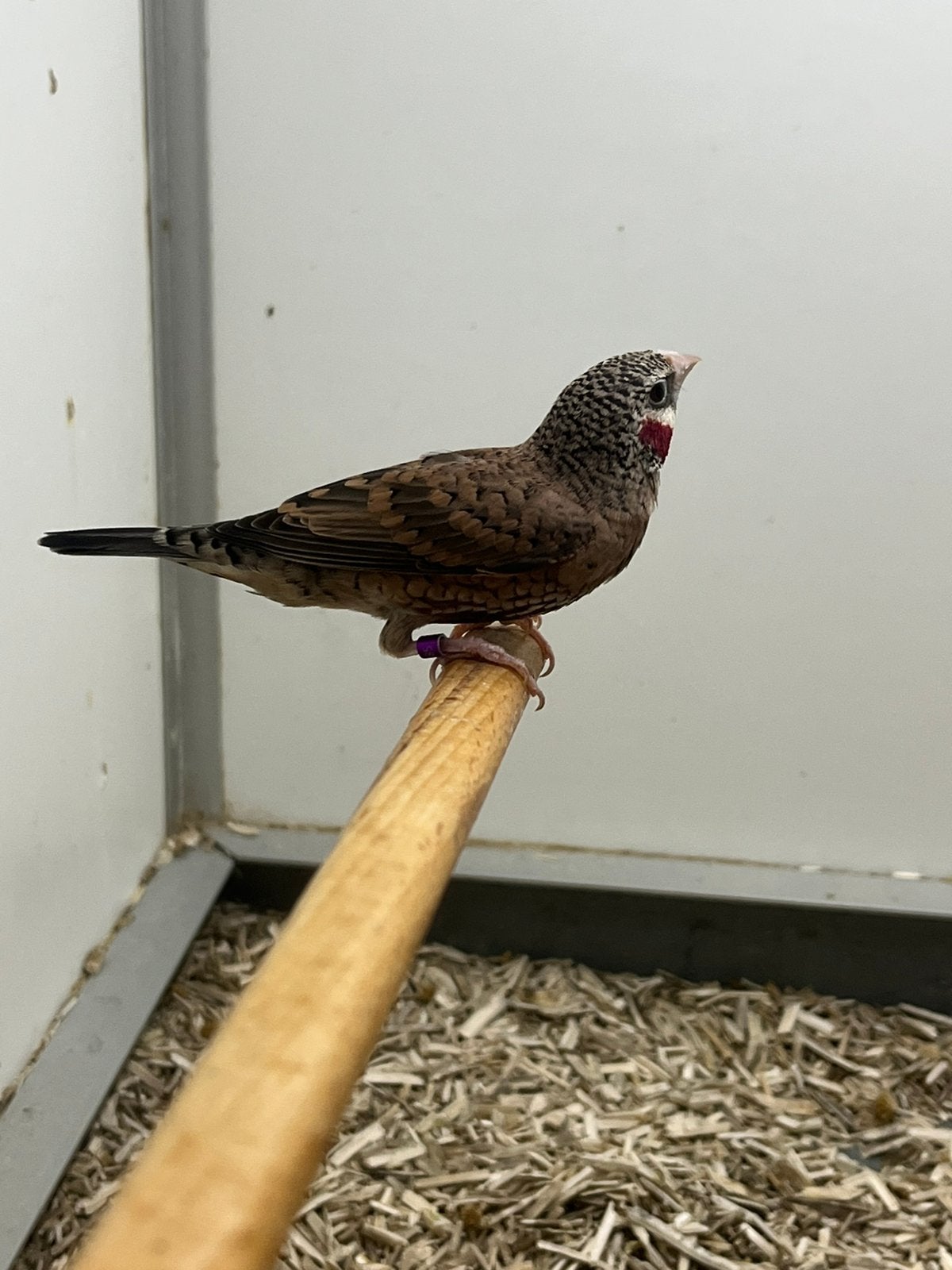 1-0 Bandvink, Dieren en Toebehoren, Meerdere dieren, Tropenvogel, Geringd