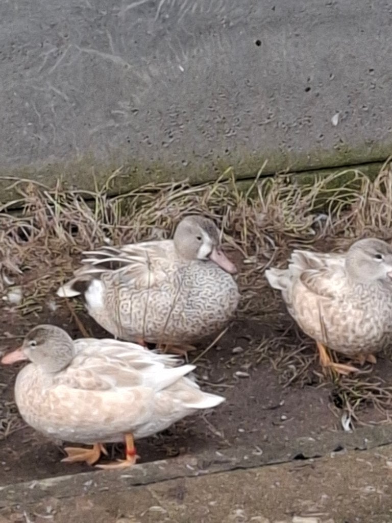 blonde blauwvleugel taling, Meerdere dieren, Eend