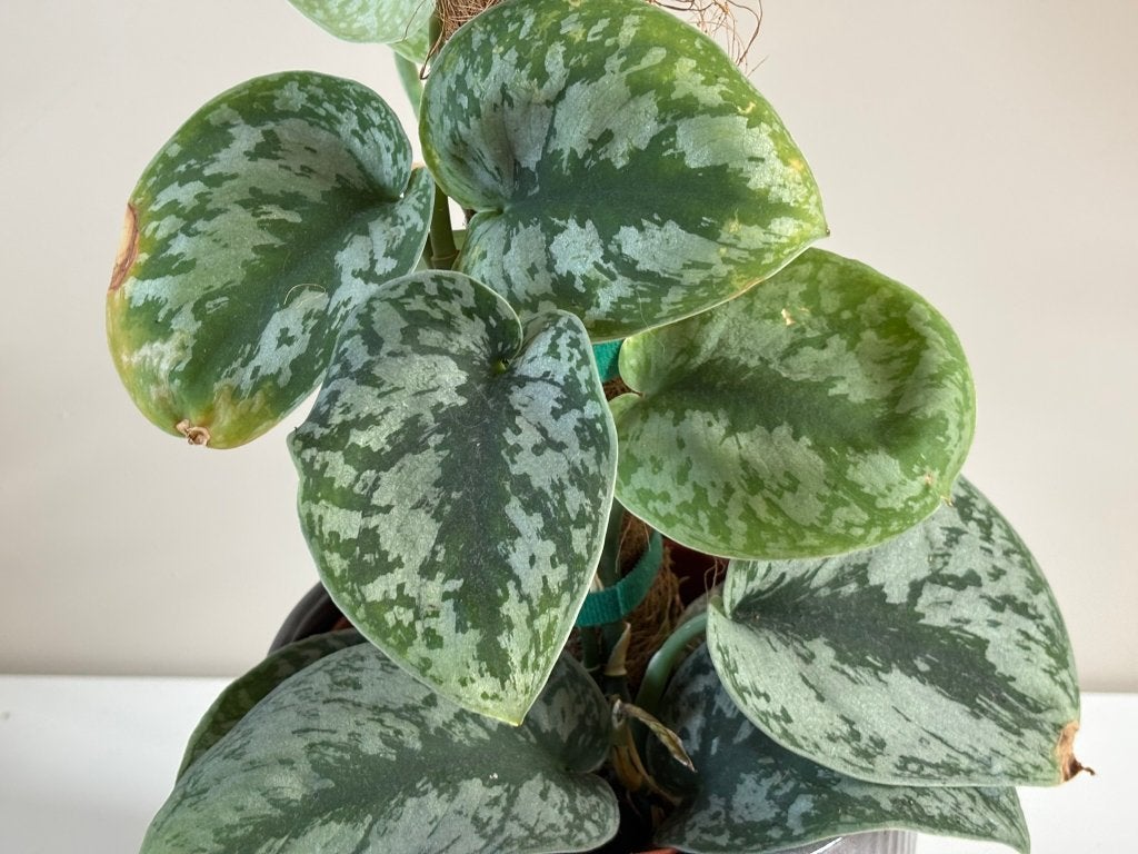 Scindapsus Pictus Exotica op mosstok, Ophalen, Overige soorten, Halfschaduw, Minder dan 100 cm
