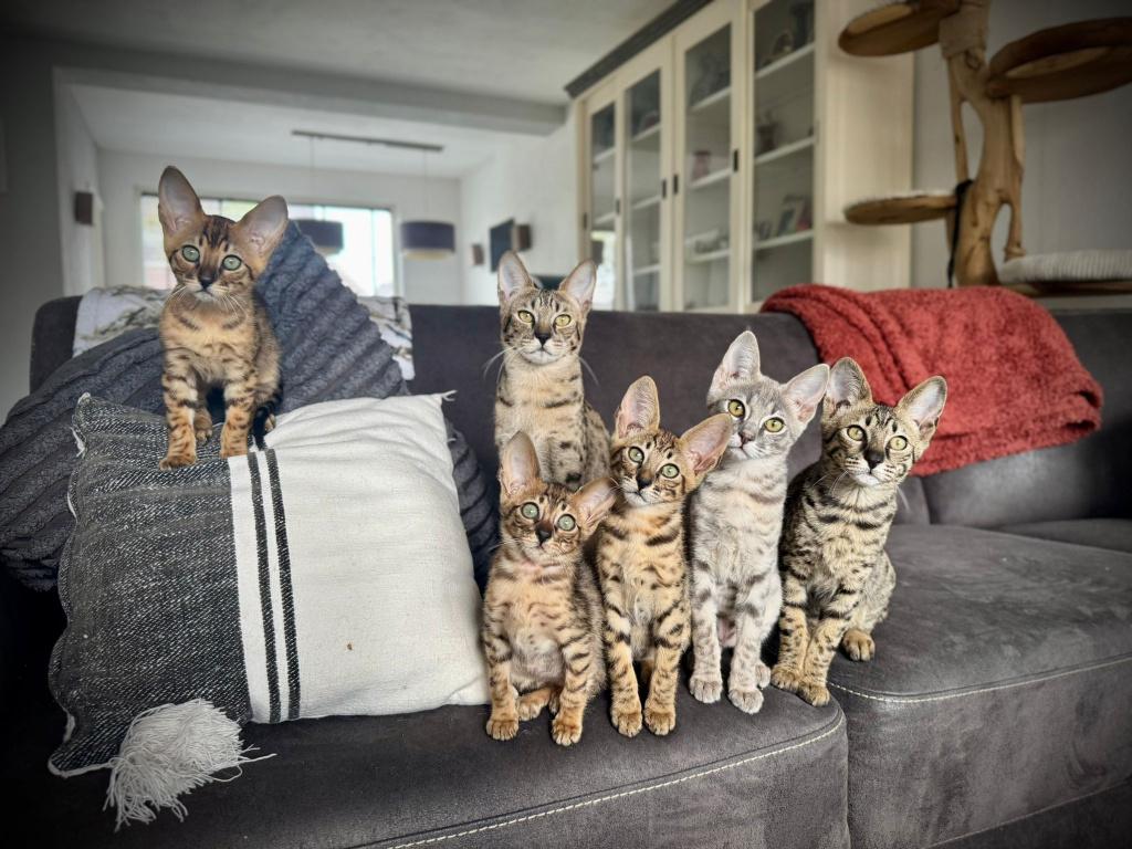 Nog enkele raszuivere Savannah F6 SBT kittens beschikbaar, Meerdere dieren, Met stamboom, 0 tot 2 jaar