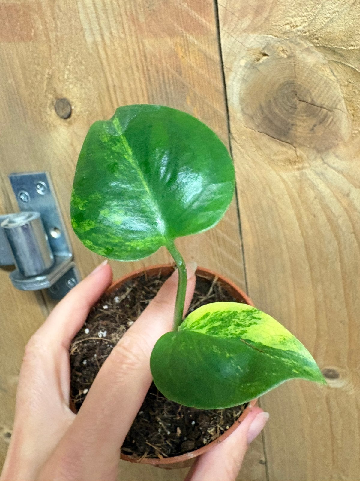 Monstera deliciosa variegata plant large aurea lemon lime, Ophalen of Verzenden, Halfschaduw, Minder dan 100 cm
