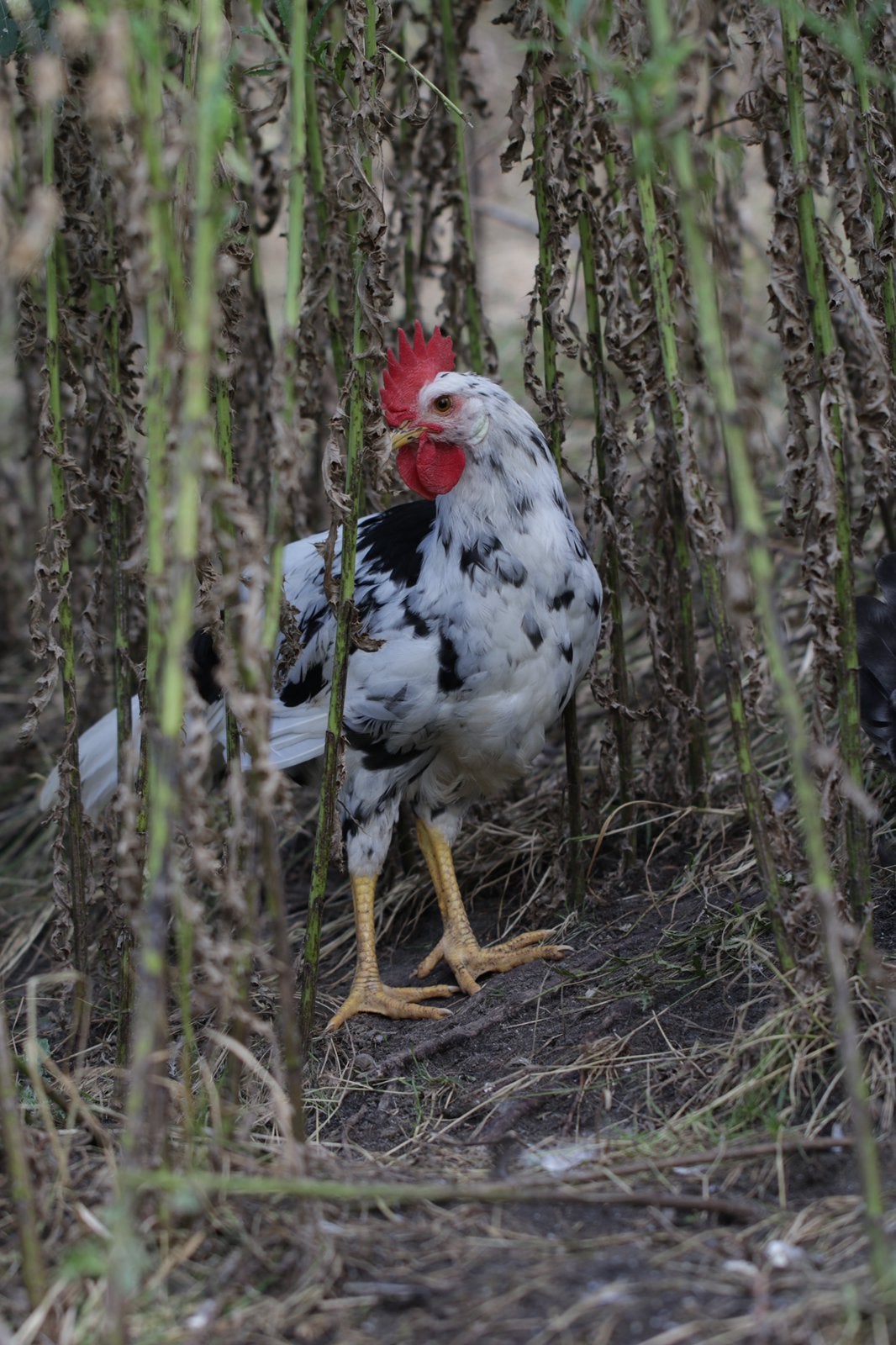 5 jonge Bonte Leghorn hanen, Mannelijk, Kip