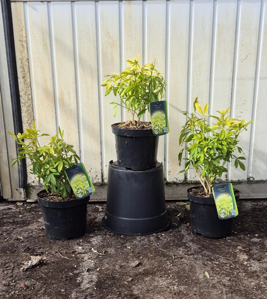 Choisya Ternata "sundance", Ophalen, Overige soorten, Struik, Minder dan 100 cm