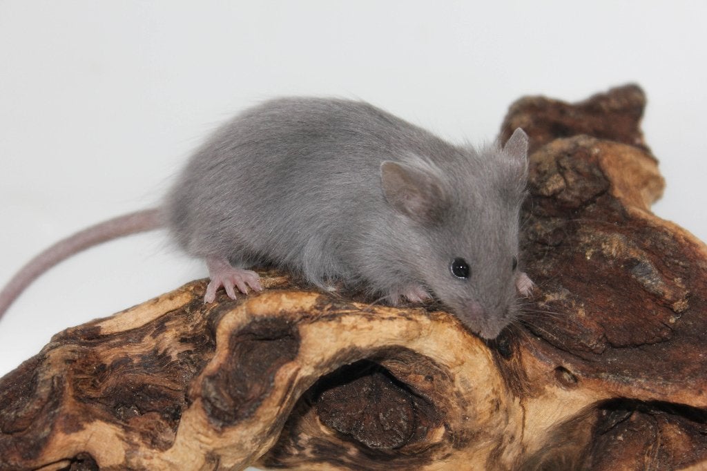Lieve tamme kleurmuis mannetjes zoeken goed huisje, Dieren en Toebehoren, Muis, Mannelijk, Mei, Tam