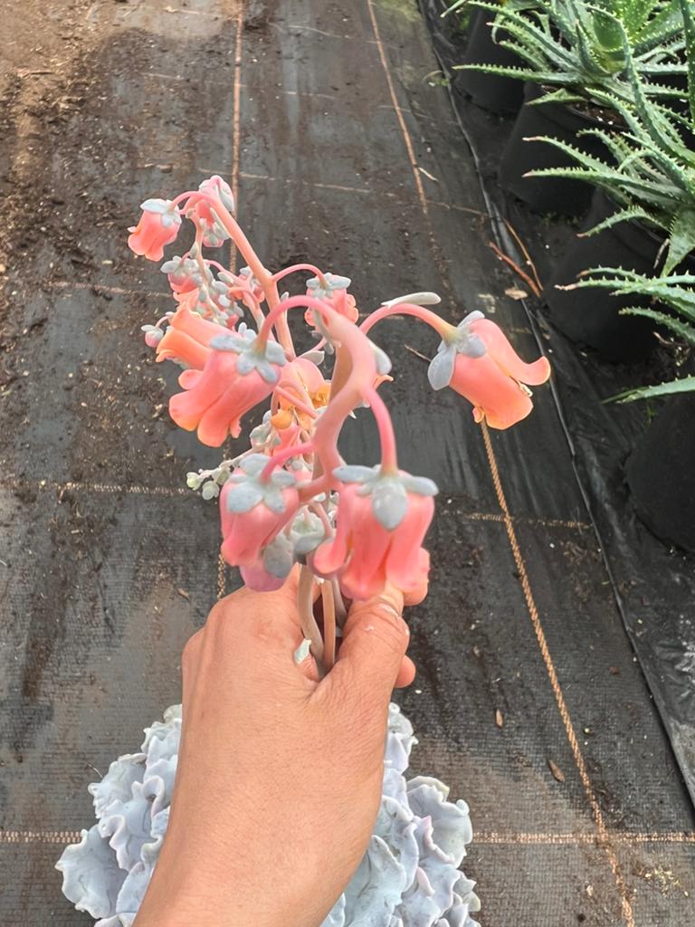 Echeveria crispy beauty pot13cm, Ophalen of Verzenden, Overige soorten, Volle zon