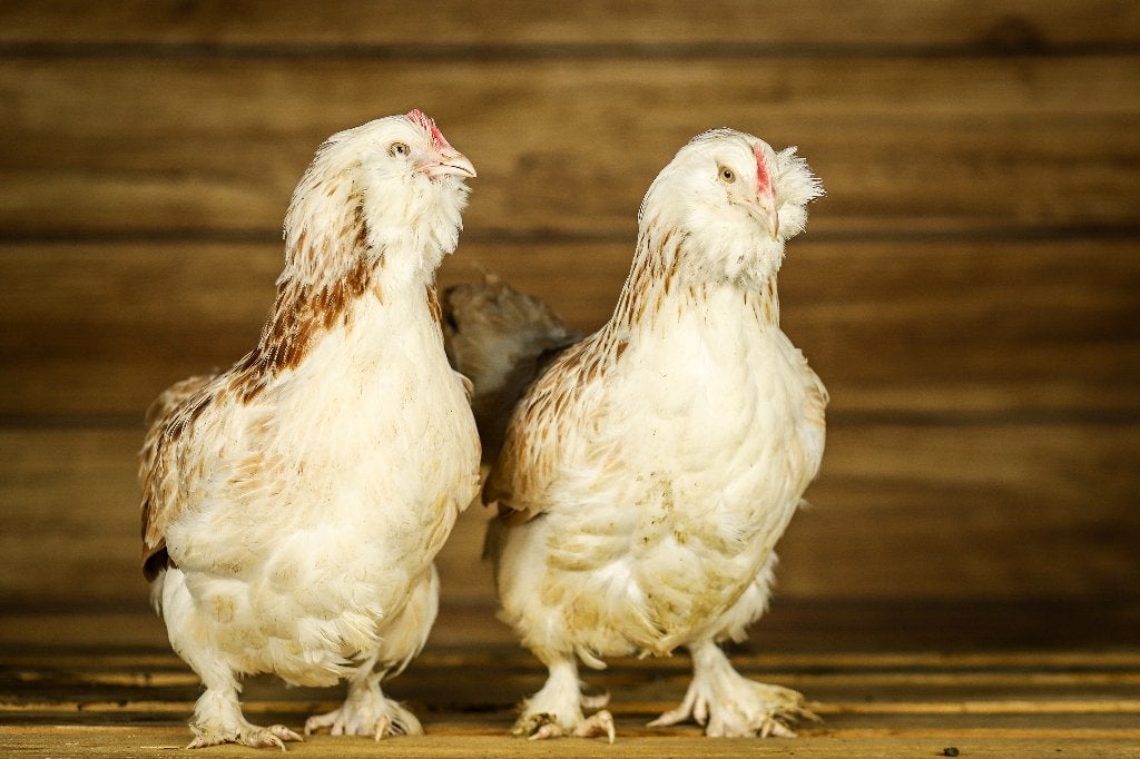 Faverolle groot | Rustige kippen | Vertrouwelijke kippen, Dieren en Toebehoren, Meerdere dieren, Kip