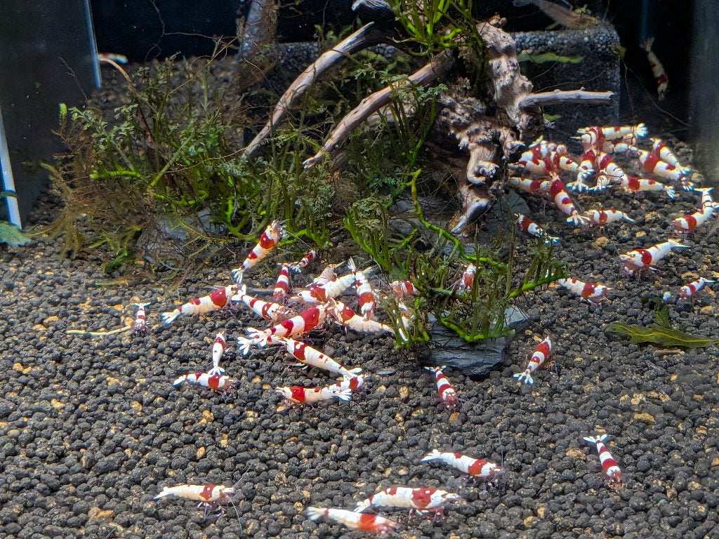 PRL Crystal red garnalen, Dieren en Toebehoren, Kreeft, Krab of Garnaal, Zoetwatervis, Schoolvis