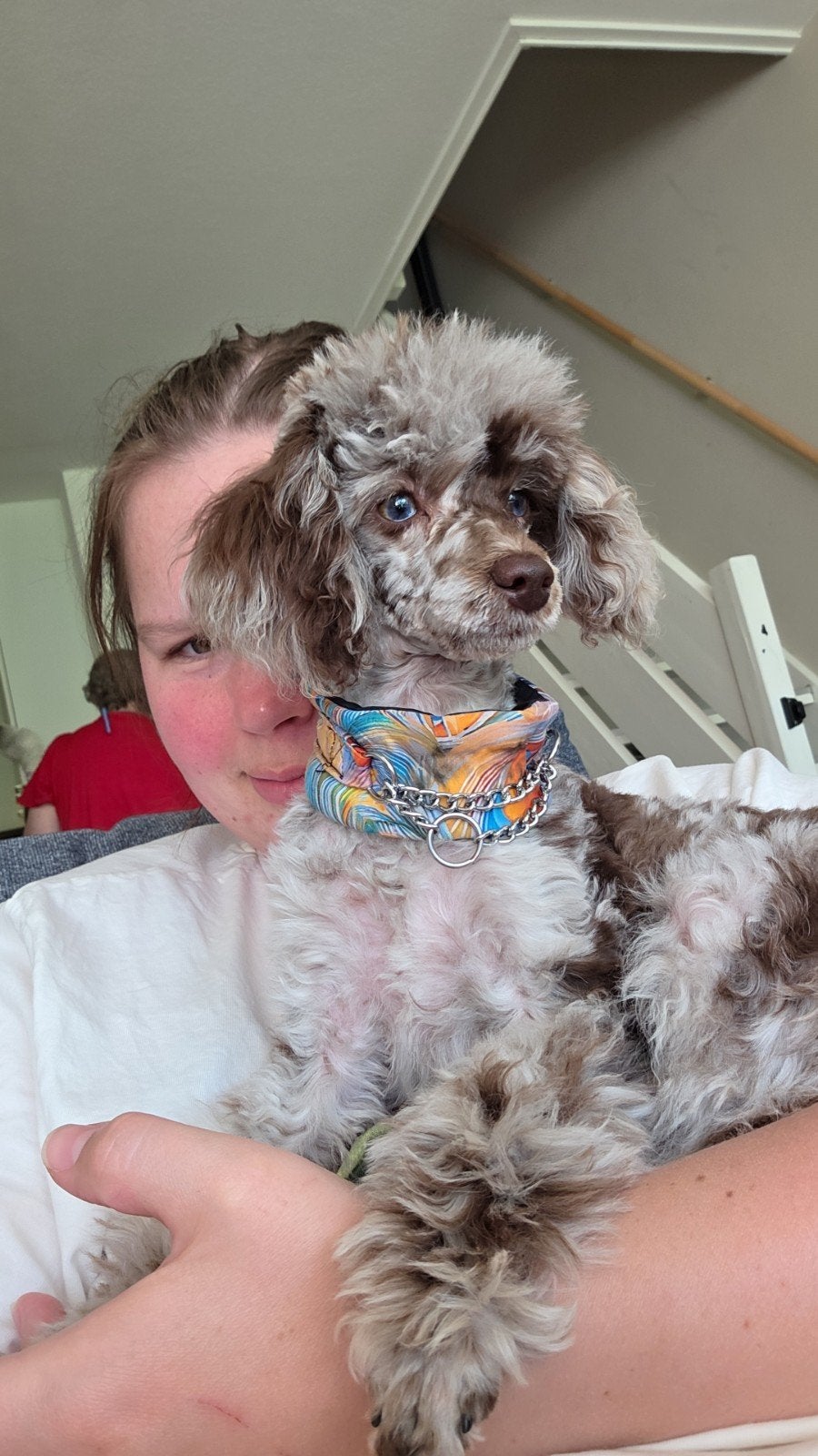 Merle Toypoedel teefje, Poedel, 15 weken tot 1 jaar, Teef, Parvo