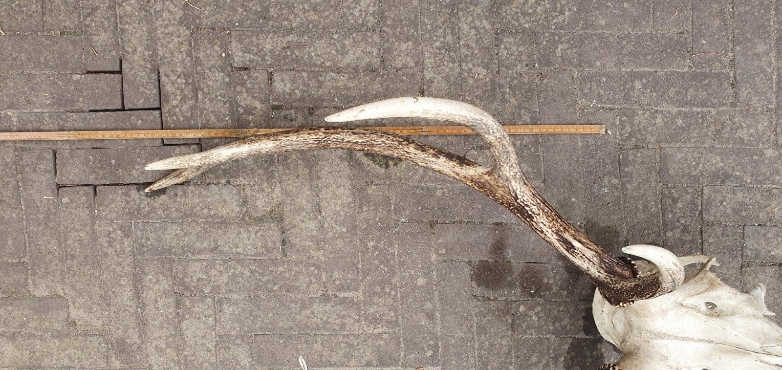 Groot herten gewei van ruim 60 cm, Ophalen of Verzenden